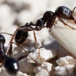 Pest Control Picture of Little Black Ants - Monomorium minimum - Pest Masters -500
