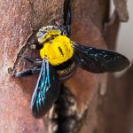 Pest Control Picture of Carpenter Bee - Xylocopa - Pest Masters - 500Picture of Carpenter Bee - Xylocopa - Pest Masters - 500Picture of Carpenter Bee - Xylocopa - Pest Masters - 500Picture of Carpenter Bee - Xylocopa - Pest Masters - 500Picture of Carpenter Bee - Xylocopa - Pest Masters - 500Picture of Carpenter Bee - Xylocopa - Pest Masters - 500Picture of Carpenter Bee - Xylocopa - Pest Masters - 500Picture of Carpenter Bee - Xylocopa - Pest Masters - 500Picture of Carpenter Bee - Xylocopa - Pest Masters - 500Picture of Carpenter Bee - Xylocopa - Pest Masters - 500Picture of Carpenter Bee - Xylocopa - Pest Masters - 500Picture of Carpenter Bee - Xylocopa - Pest Masters - 500Picture of Carpenter Bee - Xylocopa - Pest Masters - 500Picture of Carpenter Bee - Xylocopa - Pest Masters - 500Picture of Carpenter Bee - Xylocopa - Pest Masters - 500Picture of Carpenter Bee - Xylocopa - Pest Masters - 500Picture of Carpenter Bee - Xylocopa - Pest Masters - 500Picture of Carpenter Bee - Xylocopa - Pest Masters - 500Picture of Carpenter Bee - Xylocopa - Pest Masters - 500Picture of Carpenter Bee - Xylocopa - Pest Masters - 500